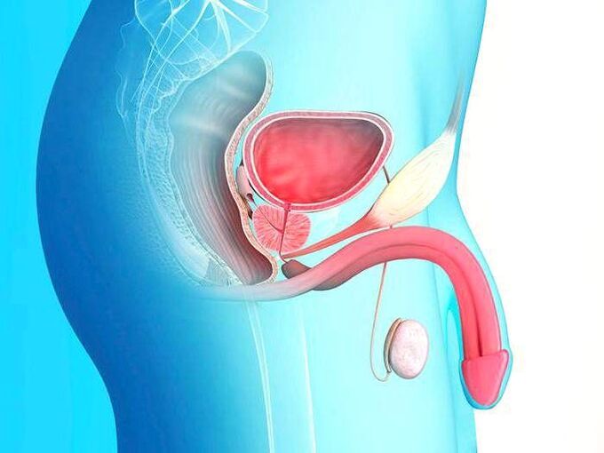 Le pénis et son allongement grâce à la chirurgie